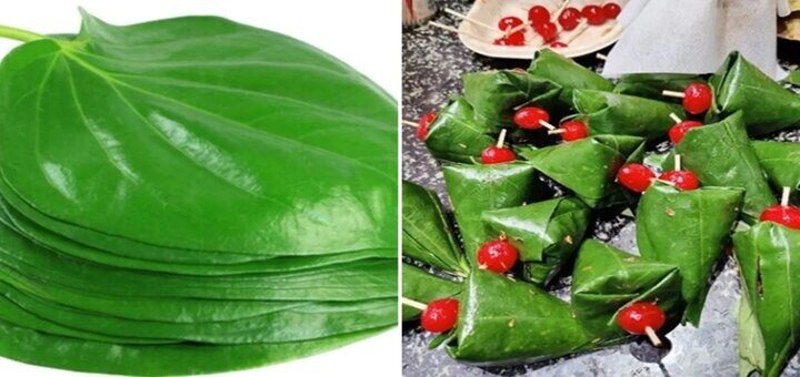 paan/betel yaprağı